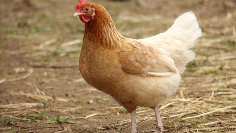 Bénin : 3 poulets tuent un homme