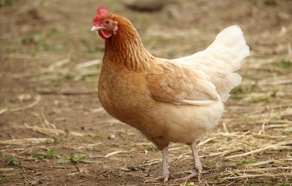 Bénin : 3 poulets tuent un homme