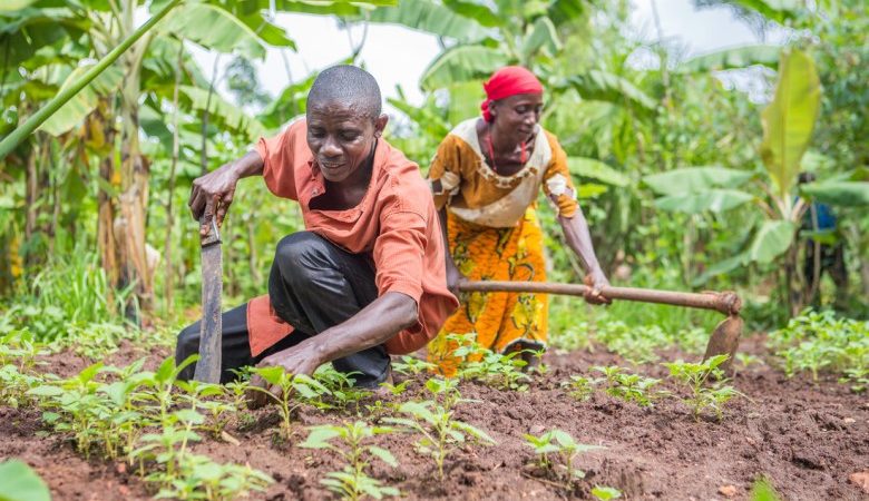 Le 5eme recensement national de l’agriculture prolongé jusqu’au 29 décembre