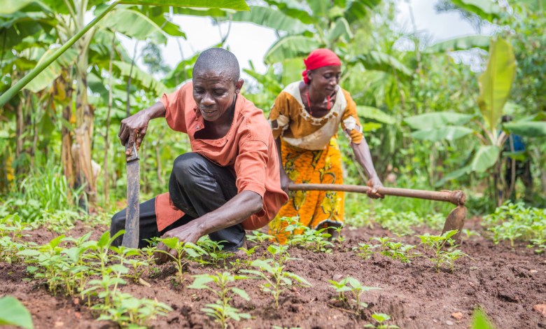 Le 5eme recensement national de l’agriculture prolongé jusqu’au 29 décembre