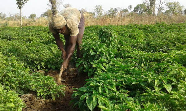 36 milliards de francs CFA pour soutenir les agriculteurs togolais