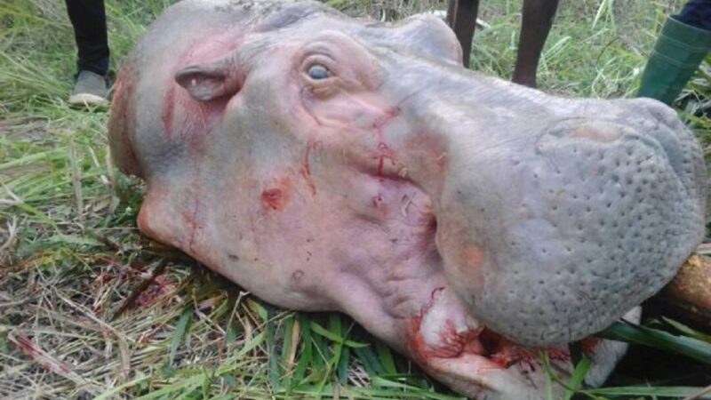 Déclin considérable des hippopotames en Afrique : de l’importance de mettre fin au crime faunique