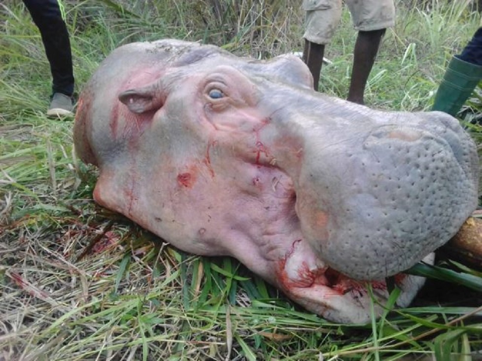 Déclin considérable des hippopotames en Afrique : de l’importance de mettre fin au crime faunique