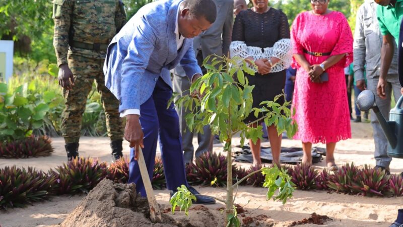 Togo : 9,14 millions d’arbres plantés en 2024 grâce à l’engagement des reboiseurs locaux