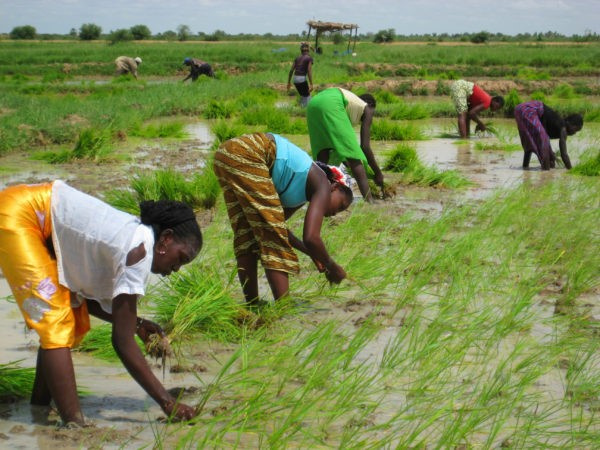 PTA-Togo : un levier pour la transformation agricole et l’autosuffisance alimentaire