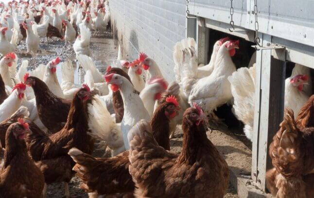 Détection de foyers de grippe aviaire : des mesures immédiates pour contenir la propagation
