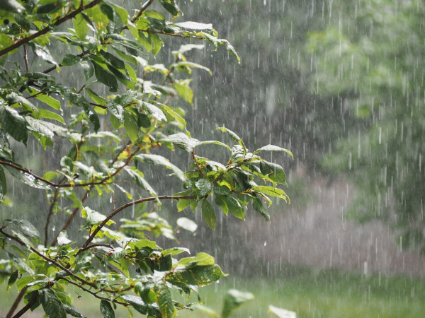 Les prévisions de pluie au sud-Togo, de mars à mai 2025
