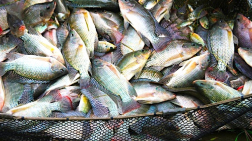 Togo : Mystérieuse mortalité de poissons à Todman, la population appelée à la vigilance