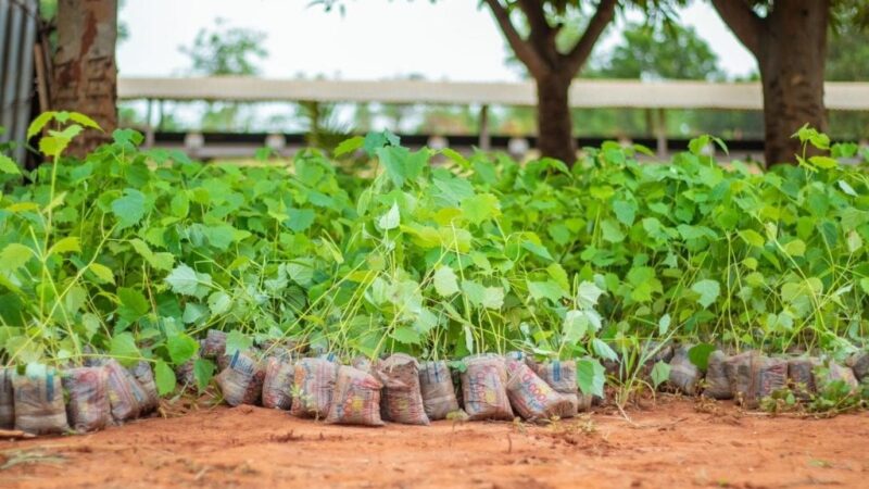 Reboisement national : le Togo mise sur 37 millions de plants pour 2025