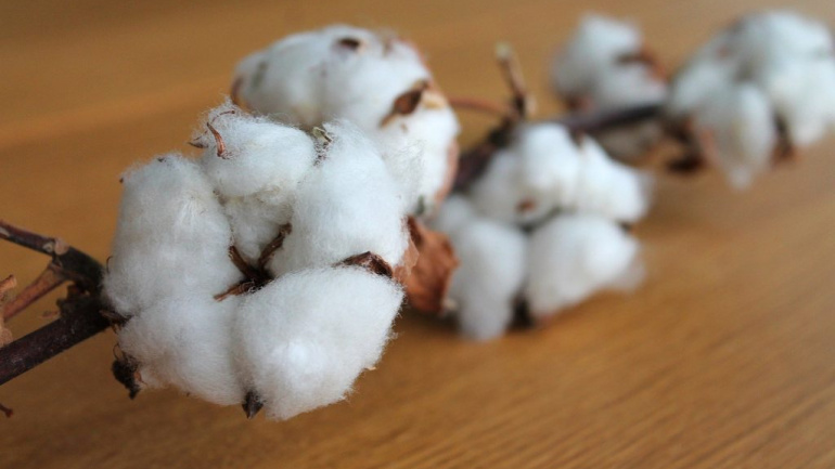 Coton togolais : une production en baisse, mais des ambitions revues à la hausse