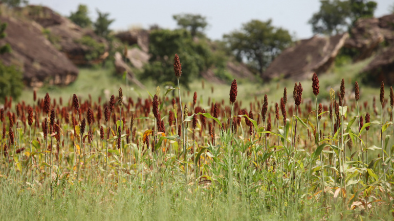 Le Togo obtient 300 millions $ pour moderniser son agriculture