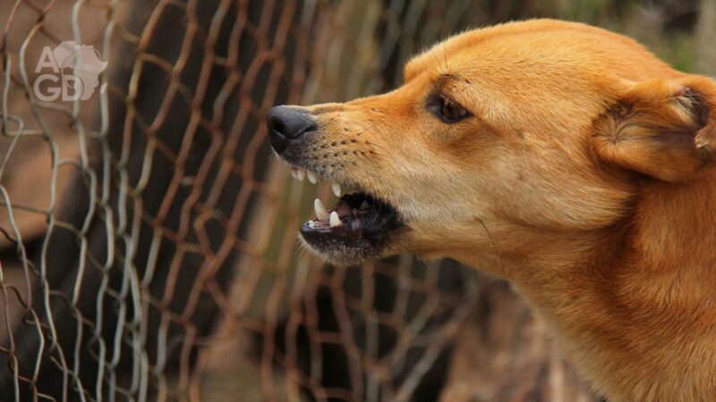 Rage dans les Plateaux : les autorités appellent à la vigilance et à la vaccination des animaux