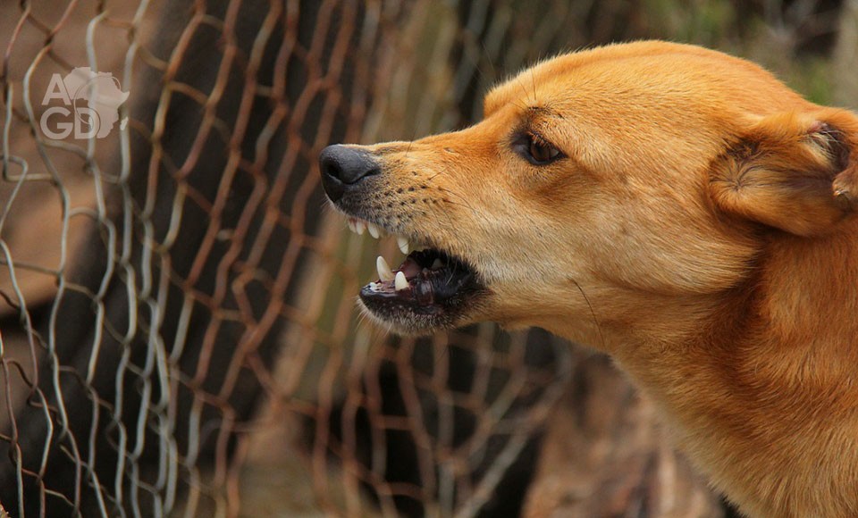 Rage dans les Plateaux : les autorités appellent à la vigilance et à la vaccination des animaux