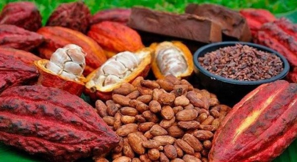 Hausse des prix indicatifs pour les producteurs de café et cacao au Togo