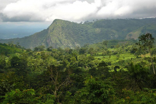 Togo : un nouveau plan pour préserver la forêt de Missahöhe