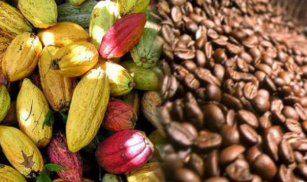 Du 1er au 8 octobre : le café et le cacao au cœur des célébrations au Togo