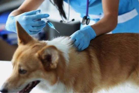 Lutte contre la rage : des vaccinations gratuites pour chiens et chats sur tout le territoire